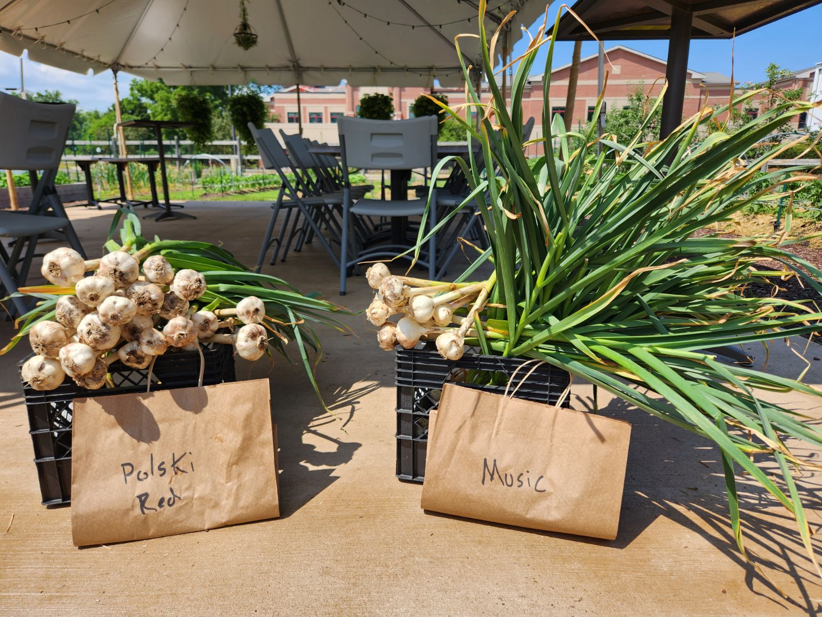 Garlic freshly harvested in Wisconsin