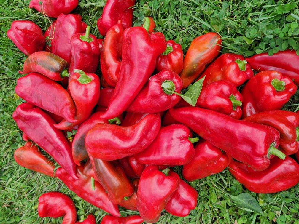 Ajvarski Peppers Ajvarski Peppers