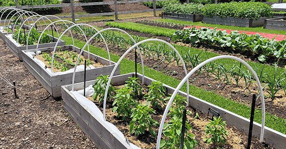 Our garden, bringing fresh locally sourced flavor to your plate.