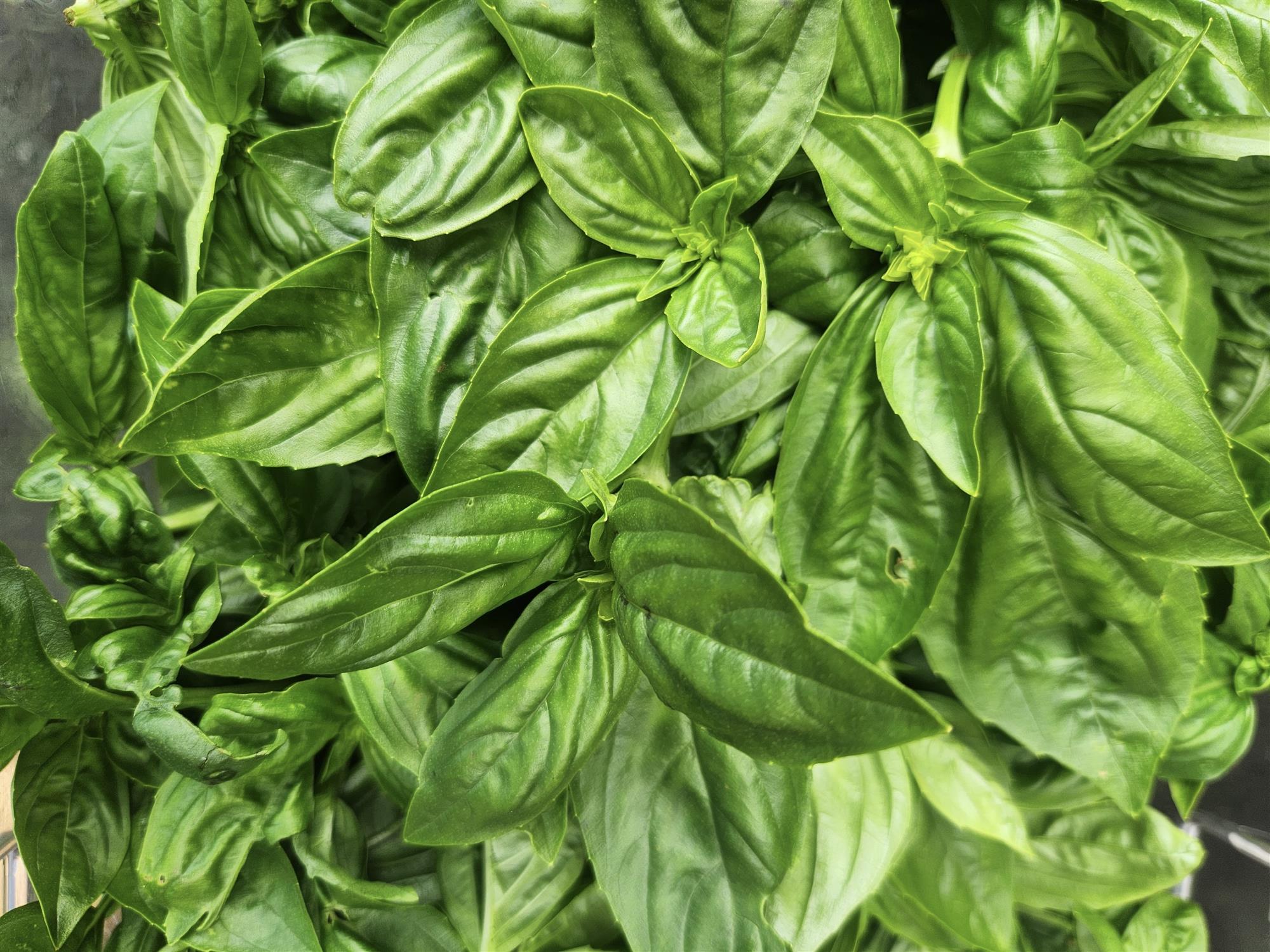 Basil 