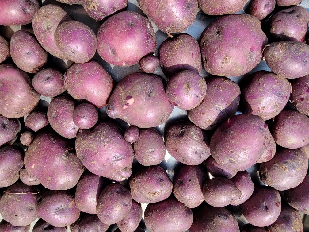 Huckleberry Gold Potatoes