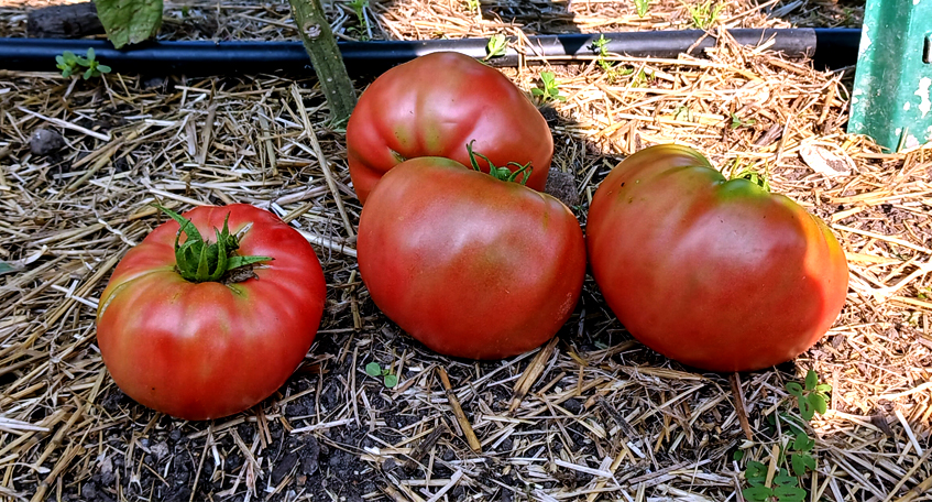 Red Tomatoes