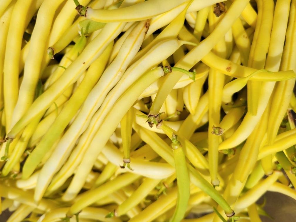 Rocdor Yellow Beans